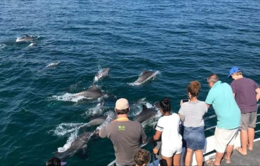 杰维斯湾观赏海豚游船巡航