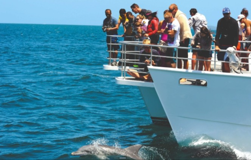 杰维斯湾观赏海豚游船巡航