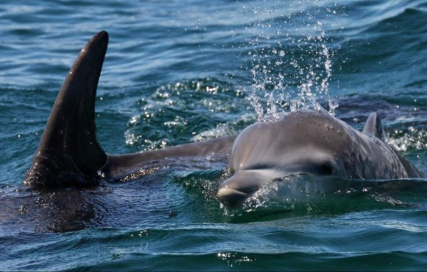 杰维斯湾观赏海豚游船巡航