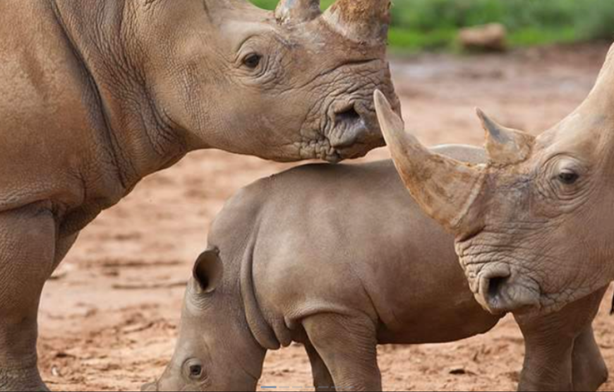 莫纳托野生动物园犀牛互动体验（含门票）