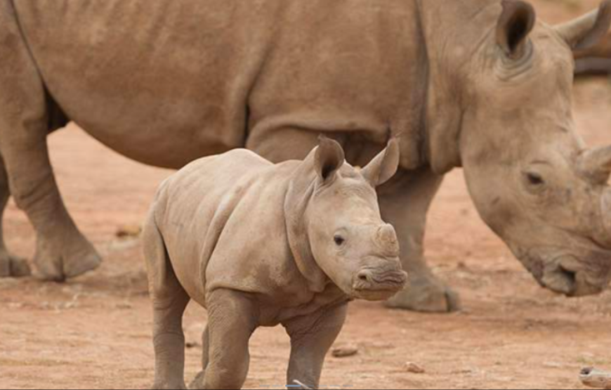 莫纳托野生动物园犀牛互动体验（含门票）
