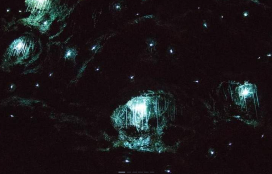 黄金海岸萤火虫夜游（含中文导游）